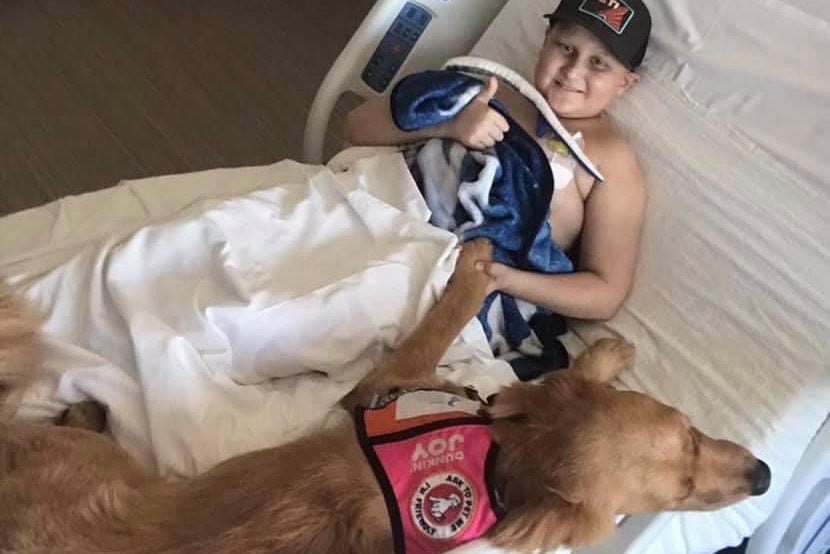 : A preteen boy gives a thumbs up while lying in a hospital bed with a golden doodle wearing a service vest. 