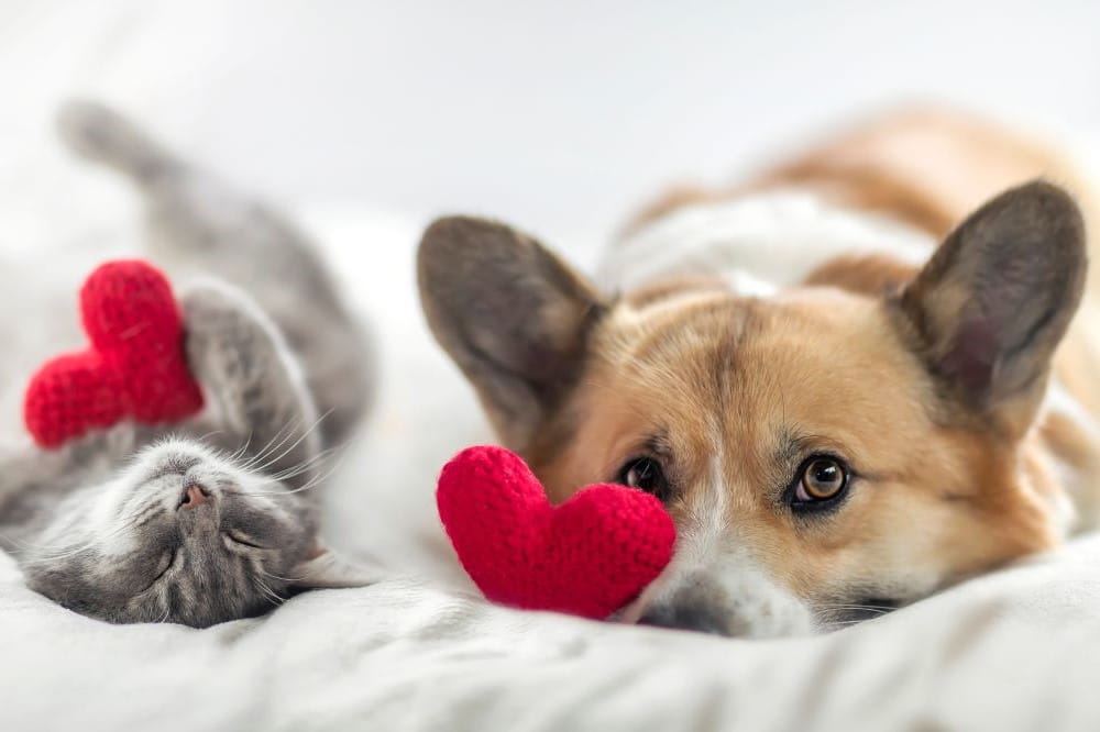 Cute cat and corgi dog are lying on a white bed together surrounded by knitted red hearts.